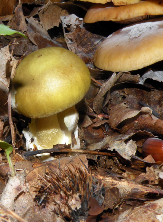 Amanita con loro spore